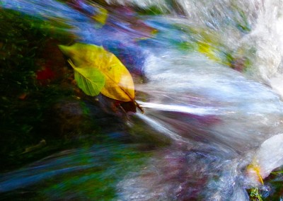 Leaf in River Flow