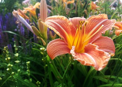 Orange Flower