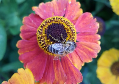 Wasp on Flower. Copyright Creative Bytes.