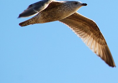 Bird in Flight