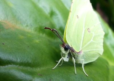 Butterfly on leaf