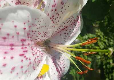 Close Up Flower. Copyright Creative Bytes.