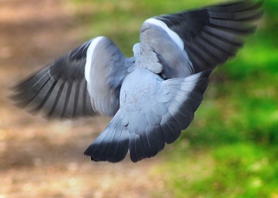 Pigeon in flight