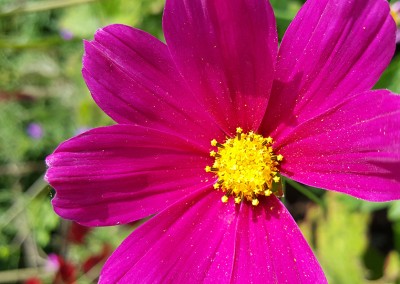 Purple Flower Macro. Copyright Creative Bytes.