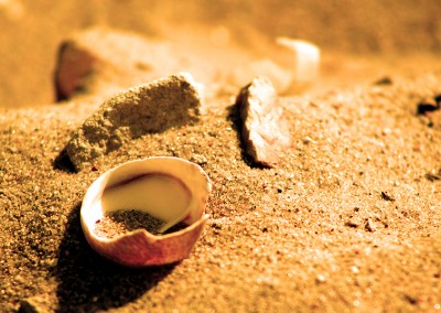 Sand and Shell Close-up