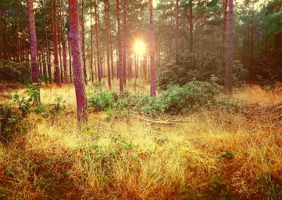 Magical Forest Sunset. Copyright Creative Bytes.