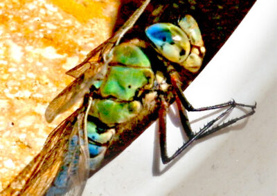 Photo of a fly
