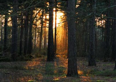 Sunset Forest